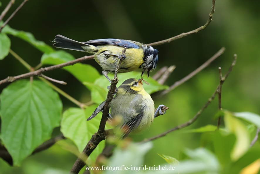 Fütterung bei den Blaumeisen: Ein Insekt wird im Schnabel des Jungvogels neu plaziert