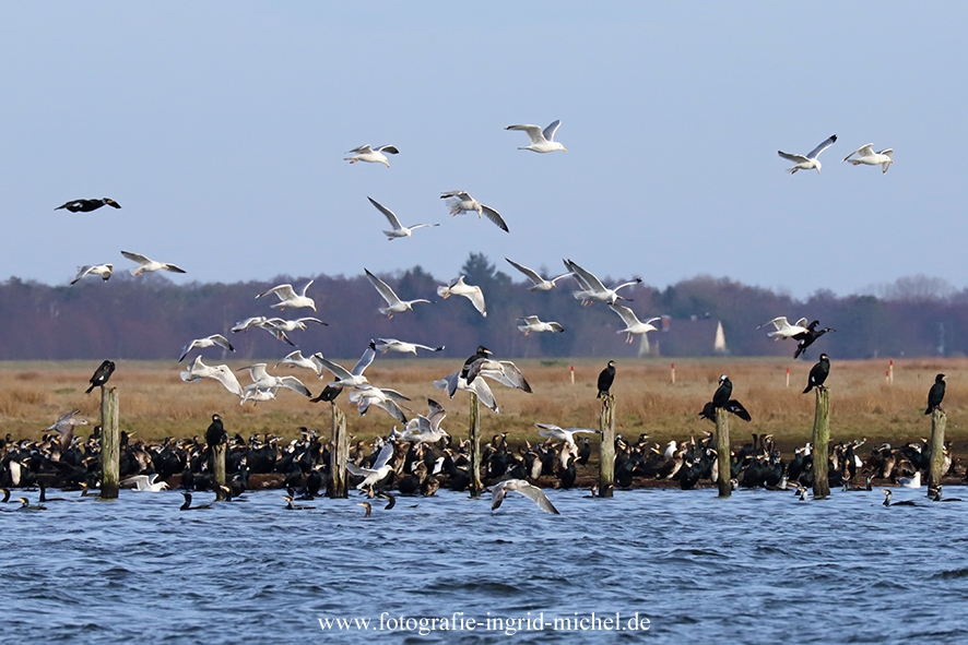 Wasservögel im Nationalpark Vorpommersche Boddenküste