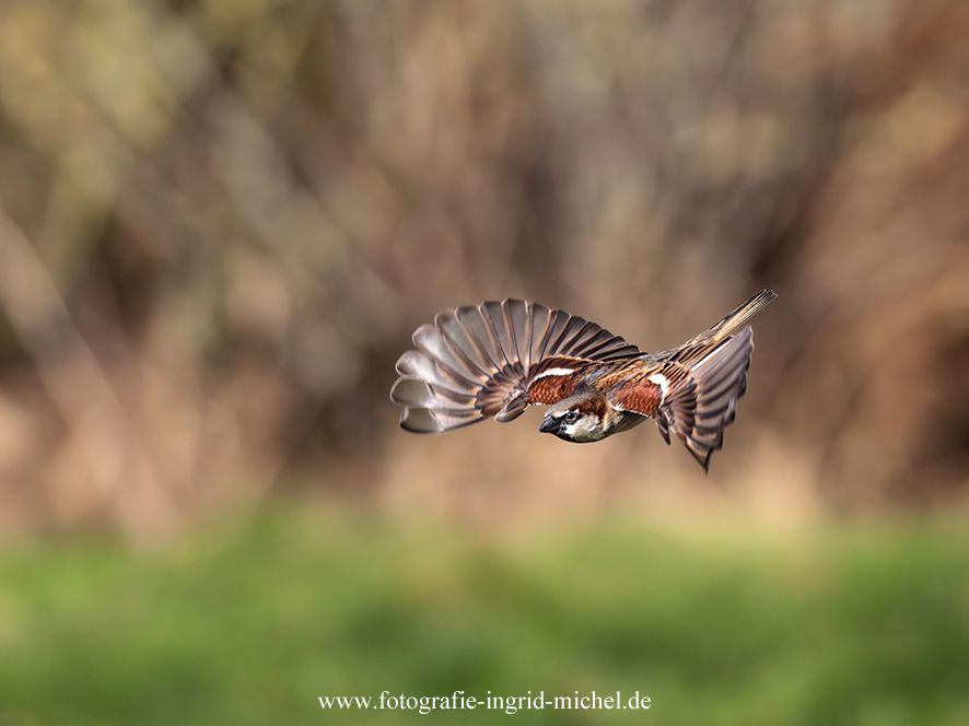 Haussperling im Flug