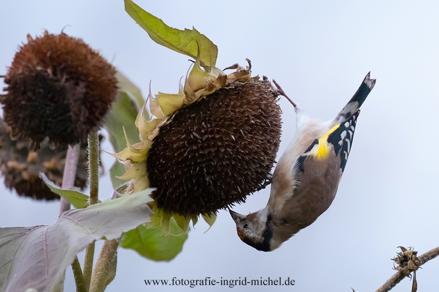 Stieglitz-Jungvogel an einer Sonnenblume