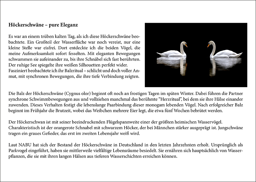 Rückseite Vögel_März