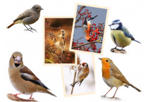 Aus der Vogelwelt