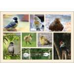 Grußkarte Vögel im Sommer