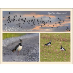 Grußkarte Kiebitz (Vanellus vanellus): Vogel des Jahres 2024