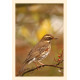 Grußkarte Vogelporträt: Rotdrossel im Herbst