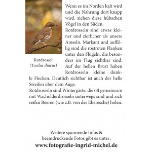 Grußkarte Vogelporträt: Rotdrossel im Herbst